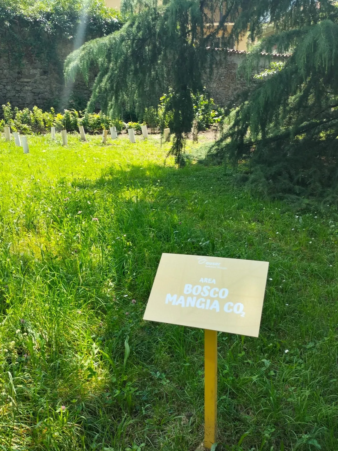 Il cartello dell’area «Bosco mangia CO₂» davanti alle giovani piante del bosco urbano