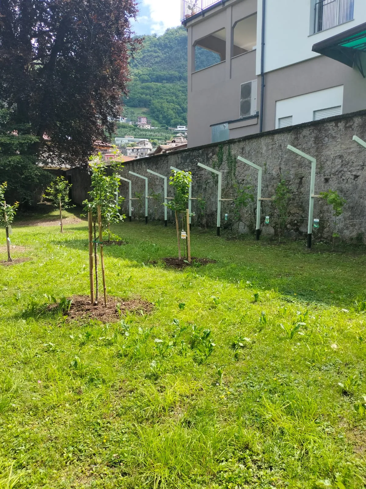 I giovani alberi da frutto del frutteto didattico lungo il muro in pietra del parco