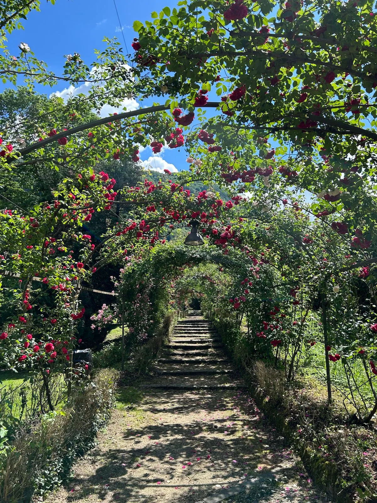 Gli archi fioriti del roseto del Parco Comunale, con la scalinata che sale tra le rose