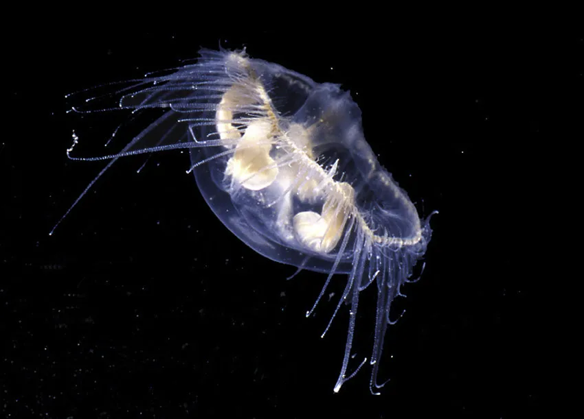 Esemplare di medusa d'acqua dolce Craspedacusta sowerbii fotografato su sfondo scuro