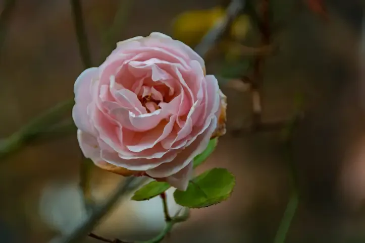 Primo piano di una rosa rampicante di colore rosa tenue